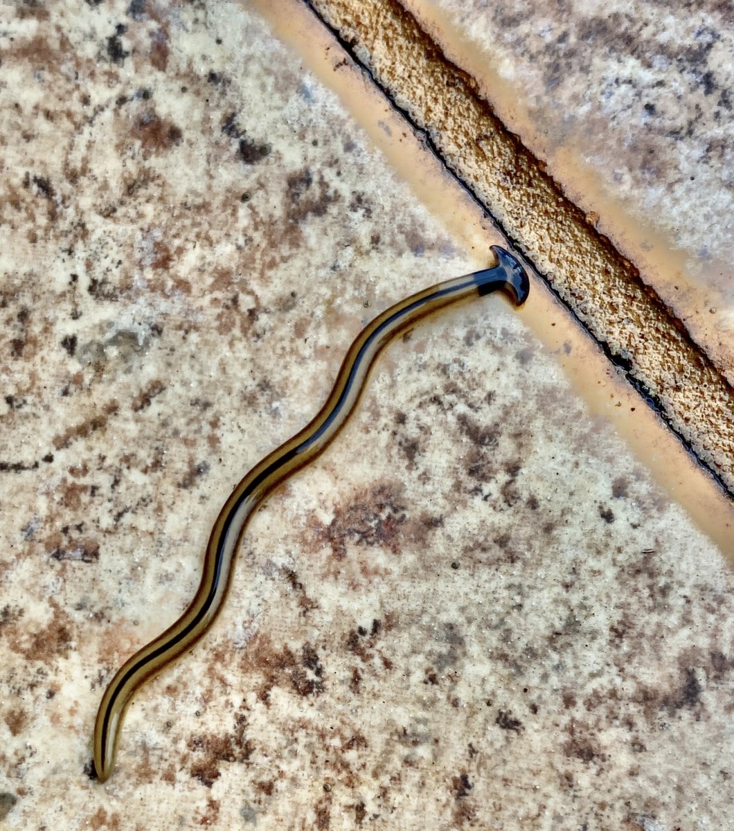 News 4 San Antonio on Twitter "Living Nightmare! Hammerhead flatworms