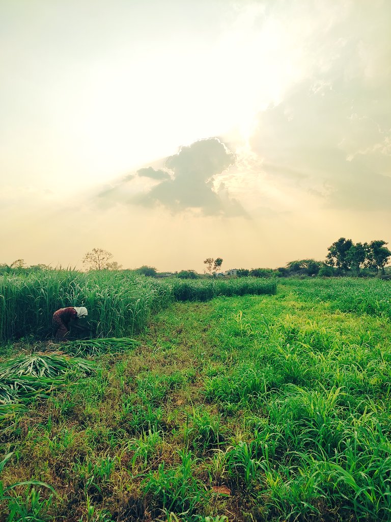 RT <a href="/Farmer203_off/">Farmer👳 👁‍🗨</a>: My summer sunset 🌇 🌅 view 🕵️🤟
#sunsetphotography x.com/KuthaRamp/stat…