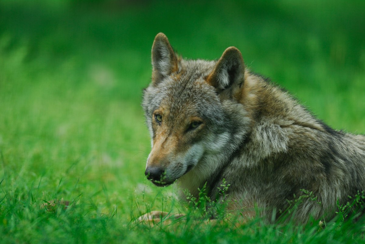 Is de wolf een gevaarlijk roofdier of juist een prachtig symbool voor de wilde natuur? Presentatrice <a href="/NadiaMoussaid/">Nadia Moussaid</a> gaat erover in gesprek met gasten en publiek. Namens de Jagersvereniging is <a href="/VanDijk_Dorien/">Dorien Van Dijk</a> aanwezig met een bescheiden bijdrage. DI 23 MEI | Nadia | 19:00 uur NPO1