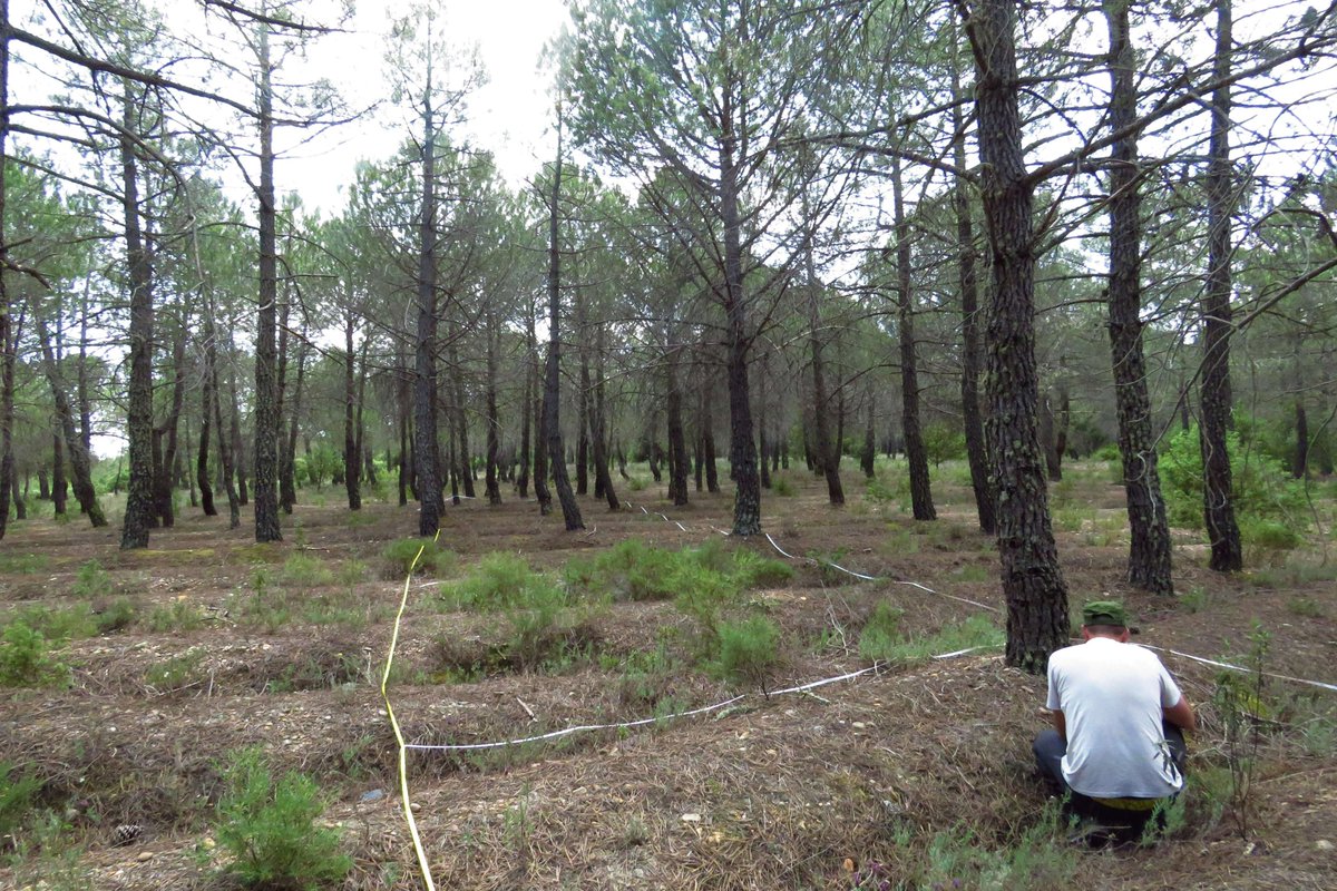 Ya en plena campaña de campo, continuamos con los transectos de vegetación y tenemos en marcha el estudio de escarabajos saproxílicos. Una primavera muy rara por las altas temperaturas y falta de precipitaciones. #ProyectosPRTR #NextGenerationEU