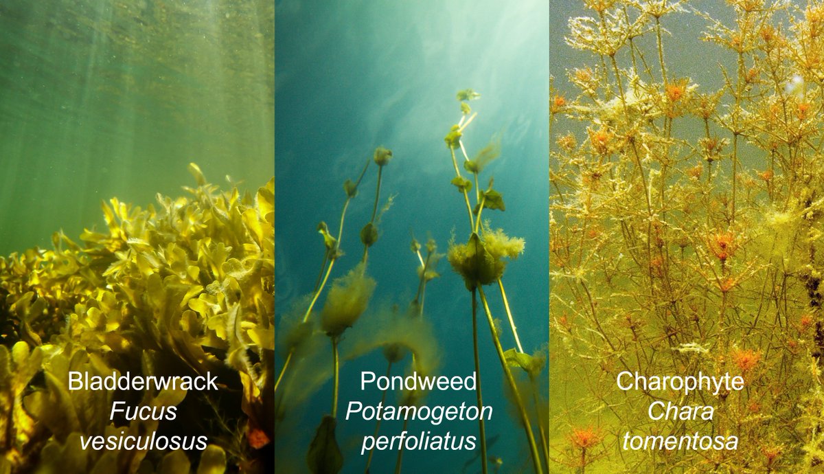 Markku Viitasalo (@viitasalomarkku) on Twitter photo New study challenges EU conservation paradigm. Focusing solely on threatened species & habitats won't halt marine #biodiversityloss. Safeguarding common(!) habitat forming species is crucial too doi.org/10.1111/ddi.13… #MPAs #Natura2000 <a href="/VELMUohjelma/">VELMUohjelma</a> <a href="/luomus/">Luomus</a> <a href="/SYKEint/">Finnish Environment Institute (Syke)</a> @ea_virtan New study challenges EU conservation paradigm. Focusing solely on threatened species & habitats won't halt marine #biodiversityloss. Safeguarding common(!) habitat forming species is crucial too doi.org/10.1111/ddi.13… #MPAs #Natura2000 <a href="/VELMUohjelma/">VELMUohjelma</a> <a href="/luomus/">Luomus</a> <a href="/SYKEint/">Finnish Environment Institute (Syke)</a> @ea_virtan