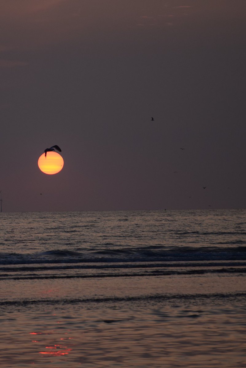 RT <a href="/karincijsouw/">karin Cijsouw</a>: Goede morgen ☀️ de #zon op de plek &amp; tijdstip waar ik hem het liefste zie 🌊 En voor mij de grootse "sport" ; Met vliegende vogels erbij 🙈 #mei_nmooistefotos @bosw8er_jochem 

#sunset #sunsetphotography #sunsetvibes #strand #zonsonde…