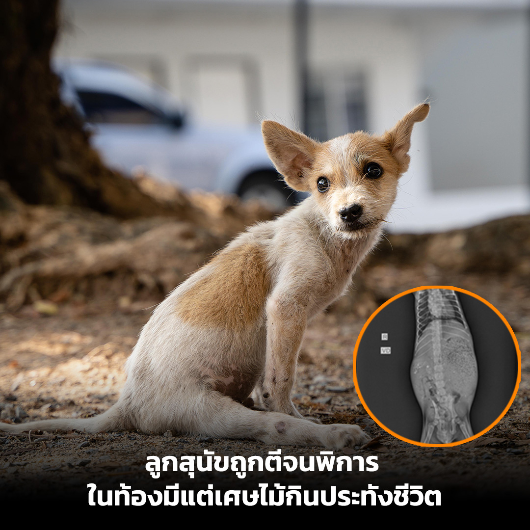 "น้องหมูน้อย" ลูกสุนัขเคราะห์ร้ายกำพร้าแม่ที่จ.พังงา ถูกตีจนขาลากช่วยเหลือตัวเองไม่ได้ต้องกินเศษไม้เศษพลาสติกในกองขยะที่อาศัยอยู่กับพี่น้อง เจ้าหน้าที่ลงพื้นที่พบลูกสุนัขกลุ่มนี้อาศัยอยู่ในบริเวณดังกล่าวและมีเบาะแสว่าแม่สุนัขถูกทำร้ายจนเสียชีวิตไปก่อนหน้านี้เช่นกัน