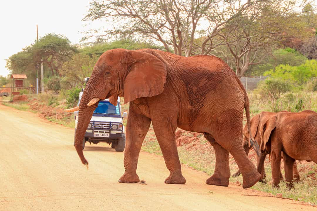 SyvetSafaris's tweet photo. Imagine if it was a typical road interaction.

Ndovu kuu: "Kijana weka gari kando. Mbona hauna insurance. Wapi licence?"

Kadere: "Kunywa chai mkubwa(slides a 500bob note thro' the door handle)." 

Ndovu kuu: "Pita na usirudie tena."

Twende Tsavo ukajionee mwenyewe. https://t.co/K5hfLWrFY0