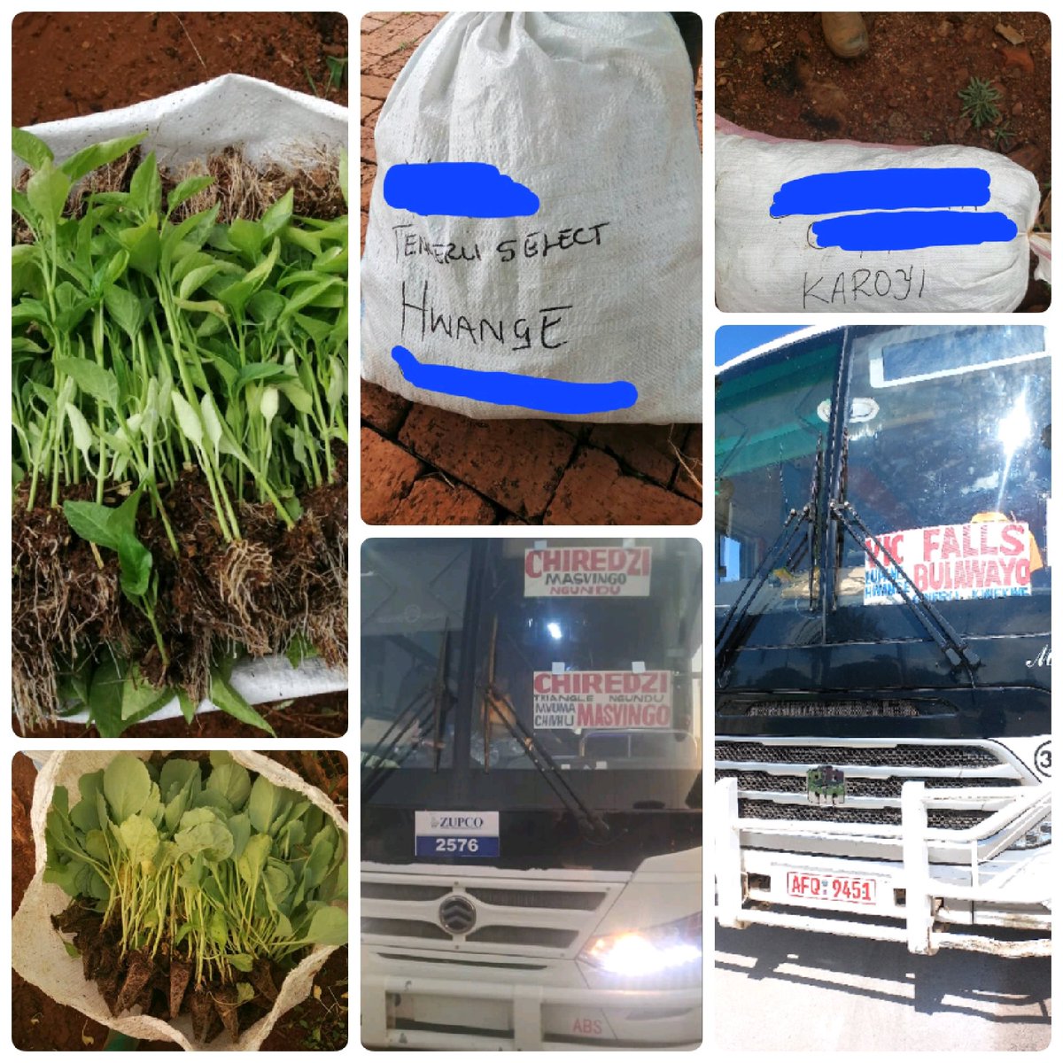 Appreciation tweet 🥳🥳  
To all our Farmers and Drivers who are far &amp; near. We send our seedlings all over the country &amp; they arrive safe &amp; well, ready for transplanting. Thank you👏🏽

Greenhope Seedlings Nursery is the supplier of these healthy &amp; disease-free seedlings.