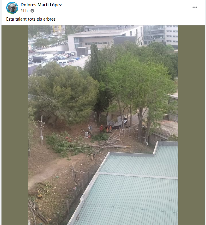 LluisGrau3's tweet photo. Els ecofarsants tallant arbres com si no hi hagués un demà. https://t.co/fwBnD1g4Y6