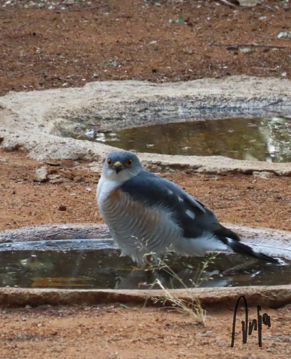 #Little #Sparrowhawk tolerates me and my camera coming quite close. 
#photography #nature #wildlife #outdoors #goedemorgen #birdwatching #BirdsSeenIn2023 #birdsofprey #garden #birdbath #Francistown #Botswana #Africa #MagicalBotswana