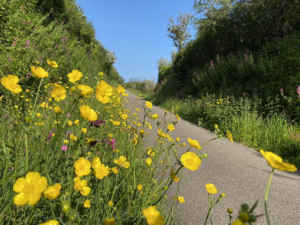 I don't think I've ever seen the trail so yellow!  A very special time of year on the Camel Trail.

To book your bikes call Jack & Woodie on 01208 813050

#cameltrail #cornwall #bikehires #cycletrail #familydaysout l #wadebridge #padstow