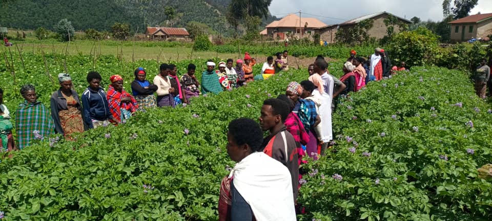 The SDGP Potato Project brings together #agriculturalexperts, agronomists, and farmers to enhance potato cultivation practices. As we embark on this second round of the #FarmerFieldDays, farmers will witness firsthand the practical implementation of modern farming techniques.