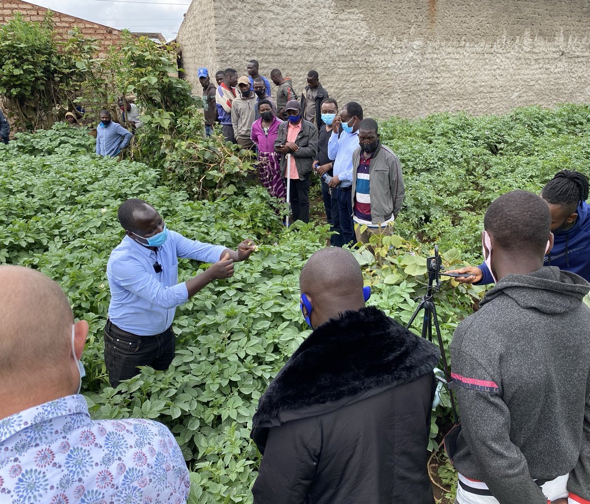 SDGP Potato Value Chain Project Rwanda tweet media