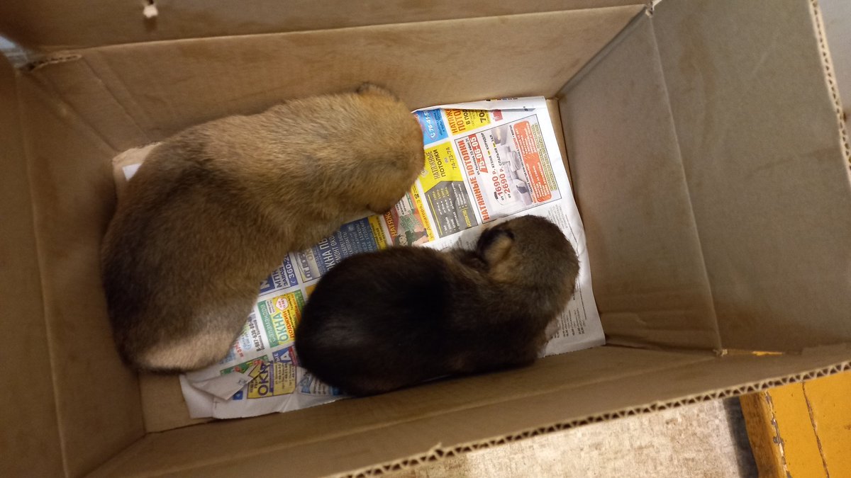 AntTonyArt1's tweet image. #Ульяновск #ищудом #собаки

мне подкинули трёх щенков, пишите в лс, кто готов взять себе собаку.

Примерно 1,5 месяца (зубы уже есть, кушают в принципе хорошо), чистенькие, все мальчики. Судя по размерам, вырастут небольшие и коротколапые, очень любят сидеть на руках