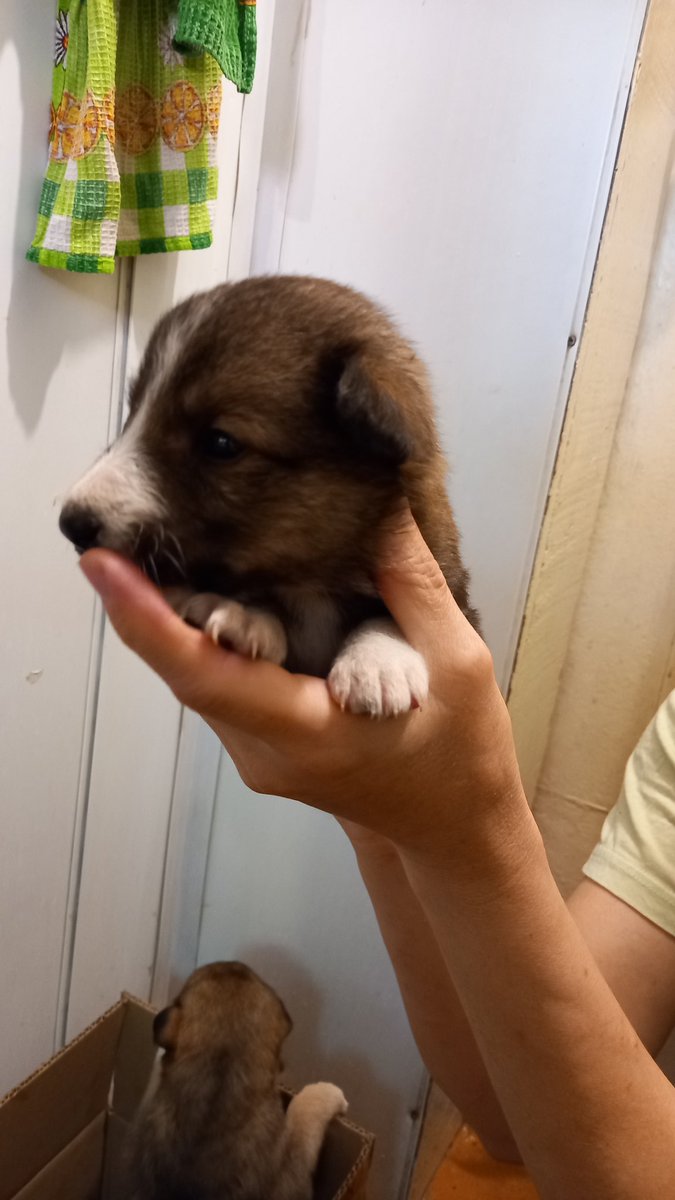 AntTonyArt1's tweet image. #Ульяновск #ищудом #собаки

мне подкинули трёх щенков, пишите в лс, кто готов взять себе собаку.

Примерно 1,5 месяца (зубы уже есть, кушают в принципе хорошо), чистенькие, все мальчики. Судя по размерам, вырастут небольшие и коротколапые, очень любят сидеть на руках