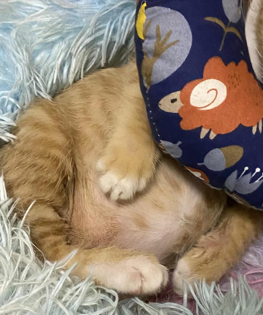 round belly via reddit.com/r/catbellies/c…
