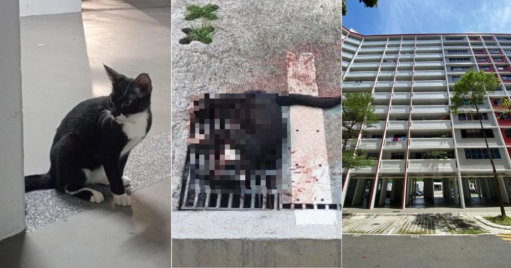 Hougang tuxedo community cat dies, reportedly thrown off HDB block bit.ly/3opFTAG