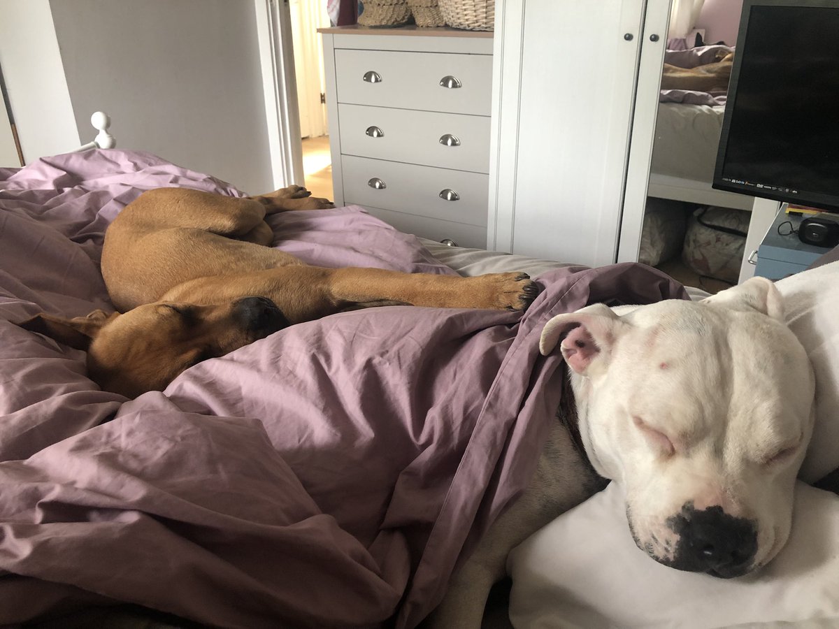 We’ve had Monty for 2 weeks today. We collected him, unbeknown to me, at the time my step mum lost her fight to cancer. I thought we’d made a mistake, how could I grieve my second mother whilst busy with an overgrown puppy? But he’s been a blessing, she would have loved him🧡