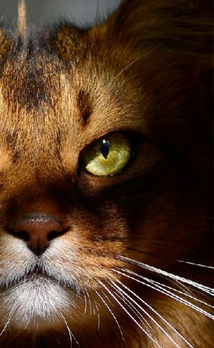 Adoptando tweet media