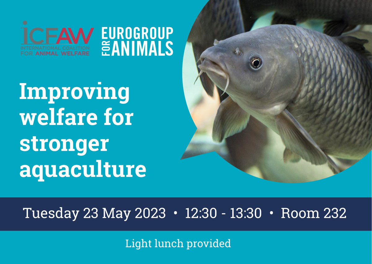 Today, the #WOAHGS event on ‘improving welfare for stronger aquaculture’, organized by @Act4AnimalsEU and #ICFAW, will discuss #fishwelfare and more specifically #EU4AnimalWelfare platform’s best practice guidelines on water quality and handling for the #welfare of #farmedfish.