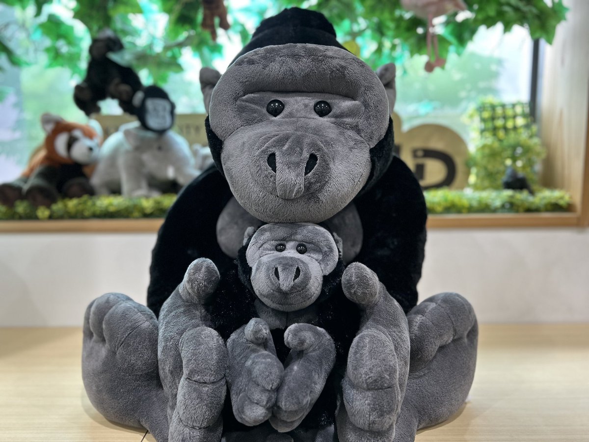 📢お知らせ ゴリラ好きの皆様に朗報です🦍 京都市動物園の開園120周年