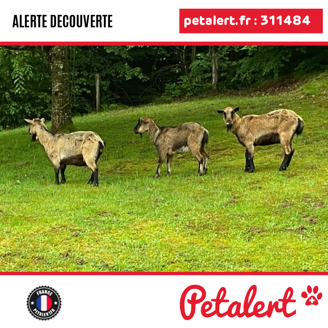petalert_france's tweet photo. Trouvé #Chevre #Vosges #Epinal #Petalert  #PetAlert88 / https://t.co/JXUpr0ENTK https://t.co/7b0STNO5KU