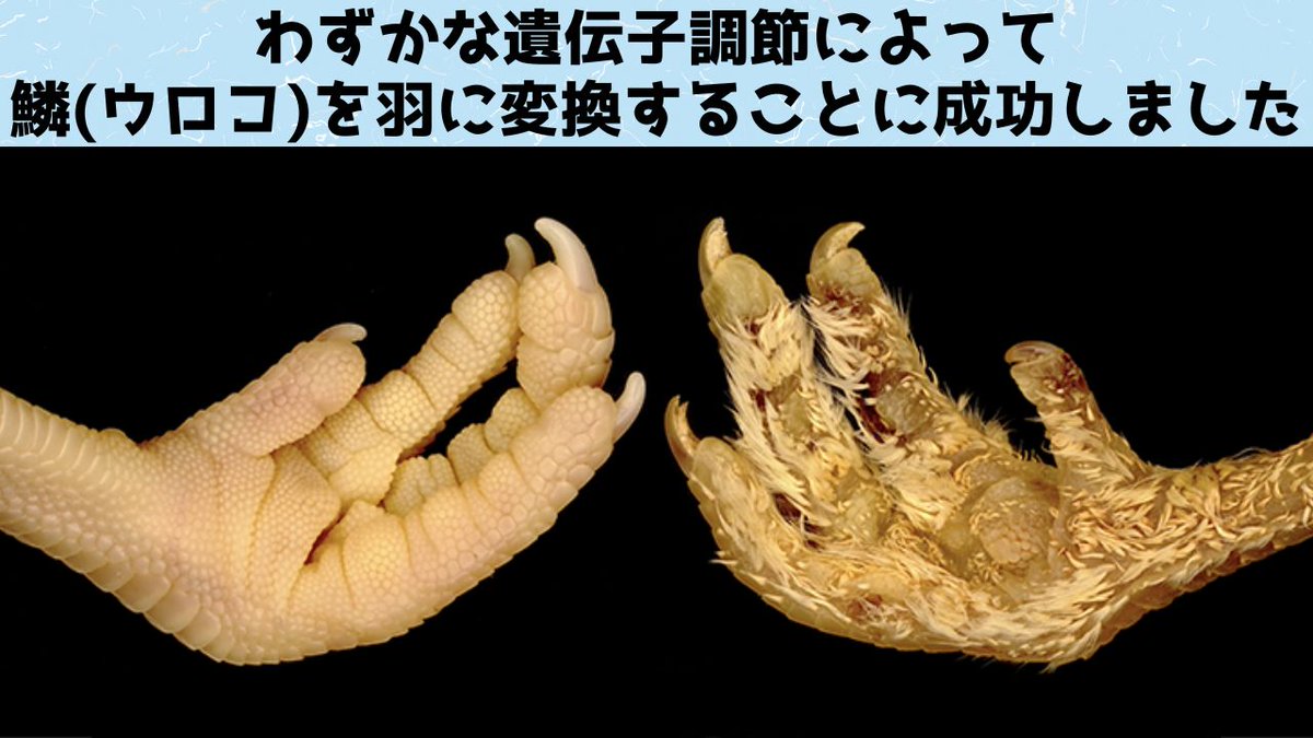 ほんの数個の遺伝子をいじるだけで「鱗」を「羽」に変えることに成功！
nazology.net/archives/126596

スイスUNIGEは遺伝子の働きをわずかに調節するだけでニワトリの足の鱗（ウロコ）を羽に置き換えることに成功。鱗から羽への進化は意外と簡単に起きる可能性があり、飛躍的な変化ではないかもしれない