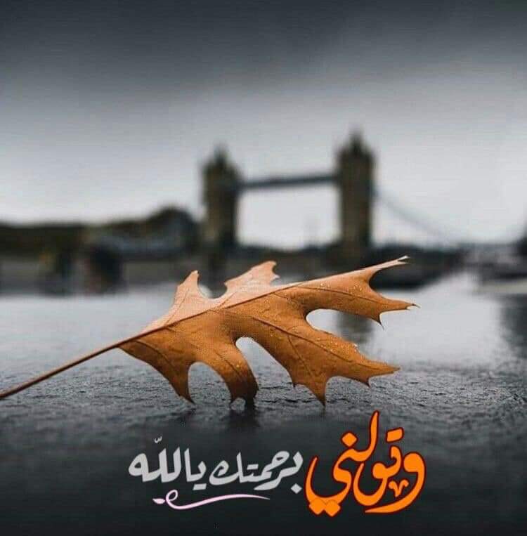 ﴿ فلا يحزنــگـَ قولهم إنَّا نعلمُ
ما يسـرون ومـا يعلنون ﴾

مواسـاة ربانية لقلبـگـ حيـن
ينشغل بالـگـ بأقــوال البشر
وتنسى أن الله بعظمته
معــــگـ ويشعر بــگـ 🌷