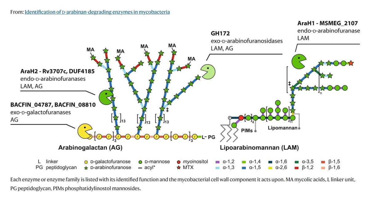 Human oral lectin ZG16B acts as a cell wall polysaccharide probe to decode  host–microbe interactions with oral commensals