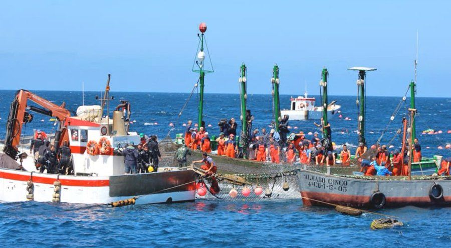 Stonefishweirs's tweet photo. Within the fishing tradition of #fishtraps& #fishweir can be set #Almadraba #Tuna dating to #Phoenicia period. Costa de la Luz Spain towns like #Barbate, #Zaharadelosatunes ,#Cádiz, #Rota carry on harvesting to be shipped #Tokyo to #NewYork to #Madrid. 1/4 https://t.co/tBq4OBrUff