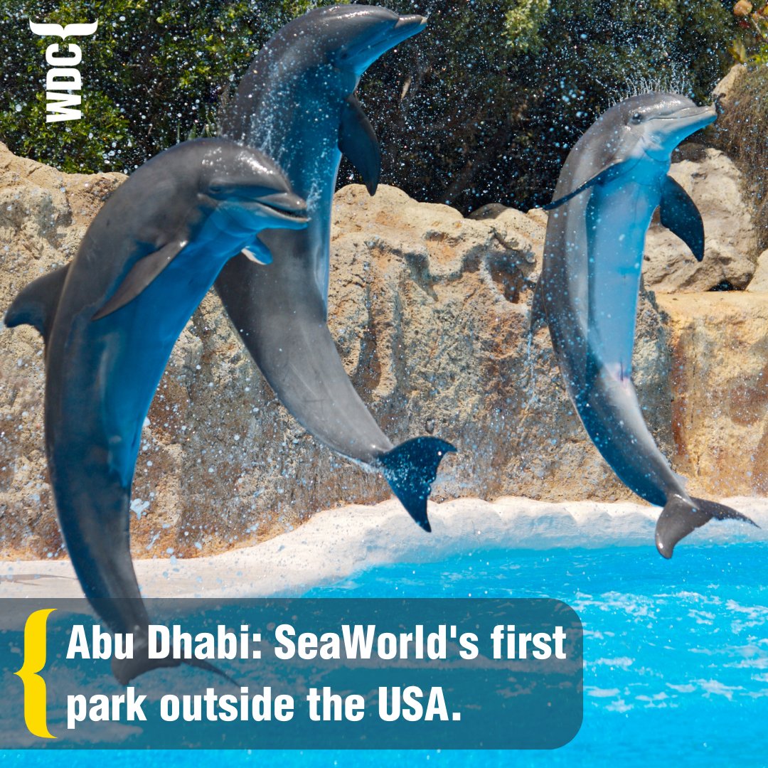 Today a new SeaWorld park opens in Abu Dhabi. 😡 - bit.ly/43iCYsj 

We are horrified that 24 dolphins have been taken there to live a grim existence in a barren tank purely for so-called 'entertainment'.

Heartbreakingly, this shows how easy it is to open a new…