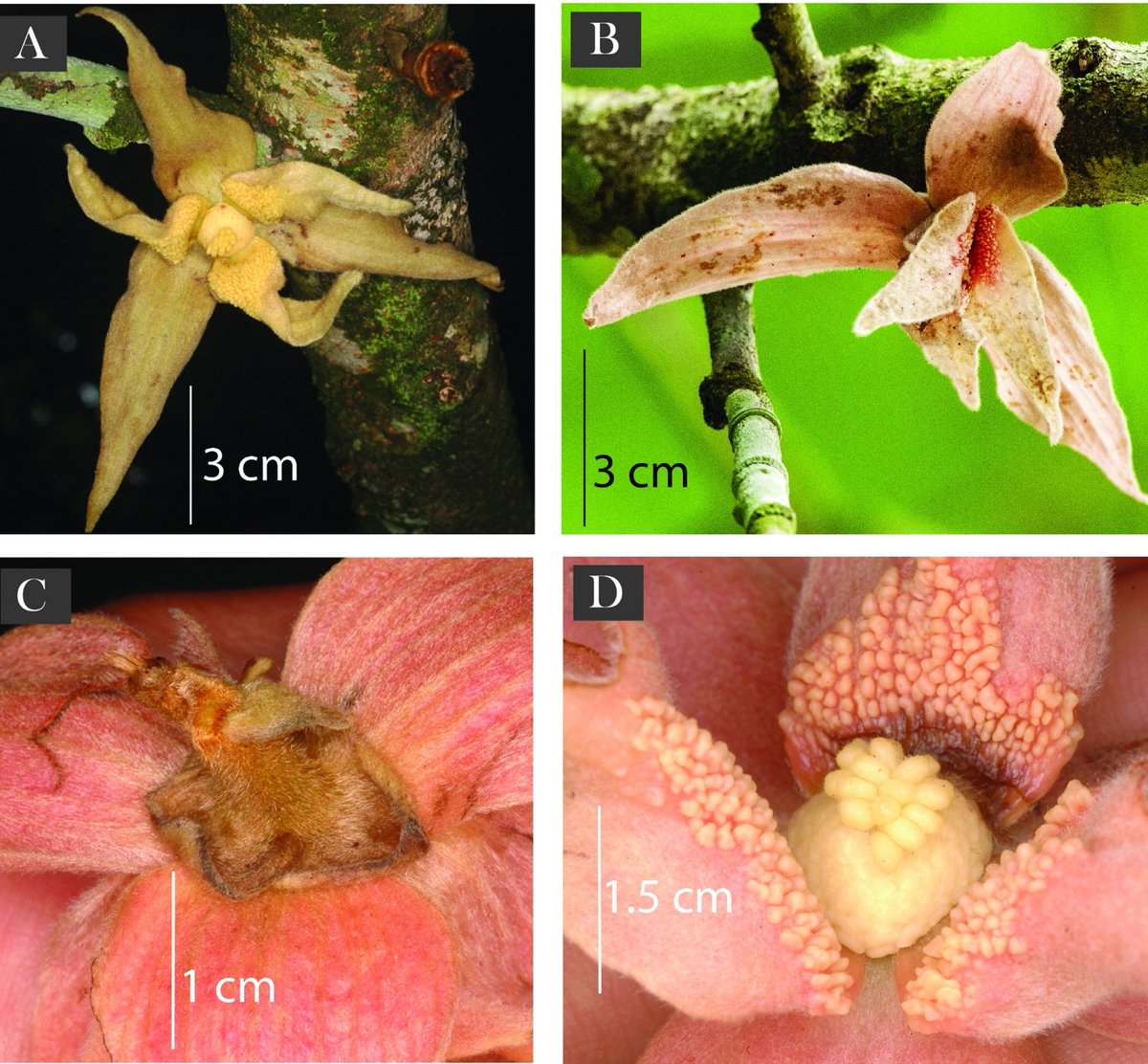 Meiogyne arunachalensis, #Anonaceae described as new to science in #OpenAcess #EJBotany @rbgescience from the state of #ArunachalPradesh, #India by researcher Navendu Page @wii_india journals.rbge.org.uk/ejb/article/vi…