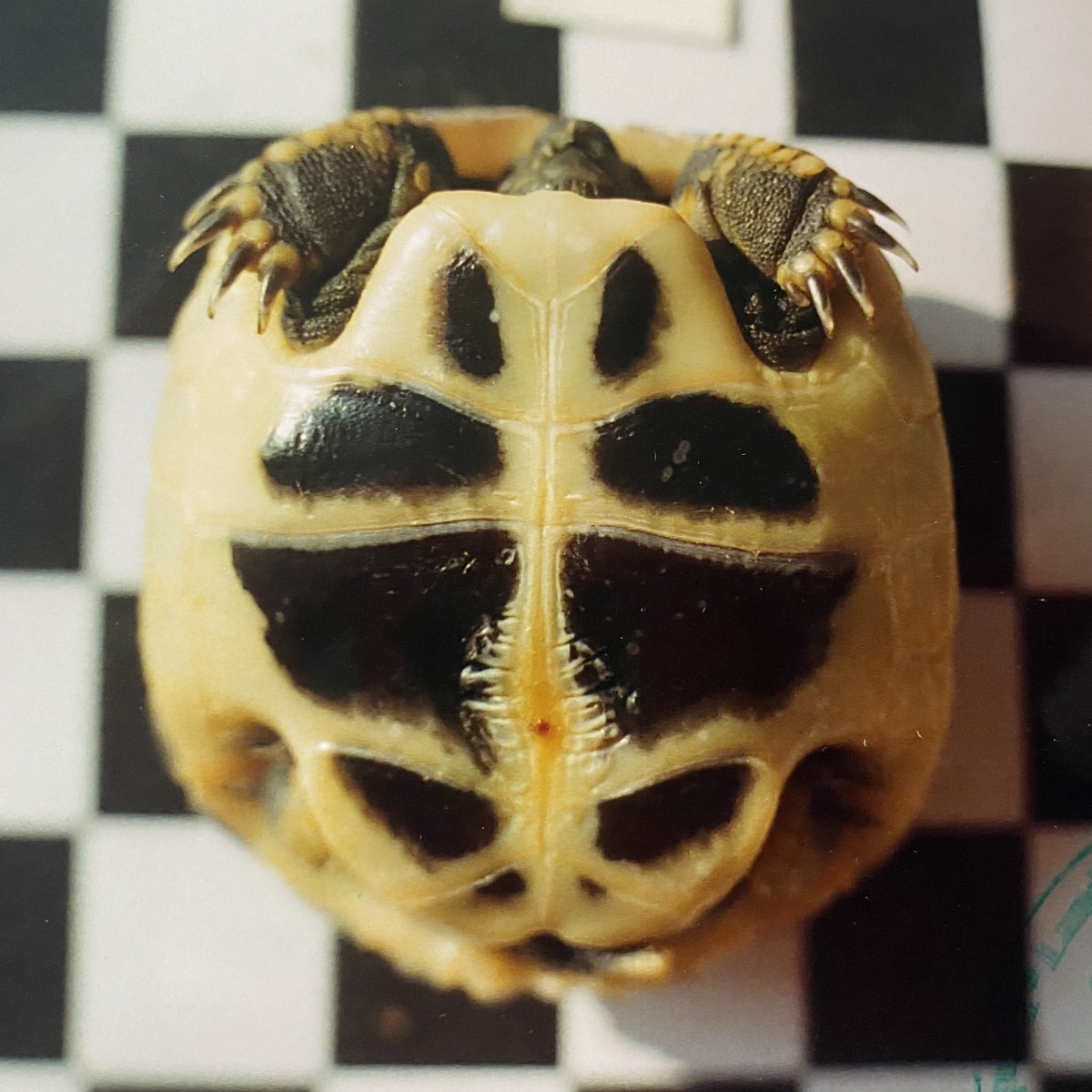 🥳 I'm celebrating #WorldTurtleDay today by making a donation to #WWF and sharing a "baby photo" of Cassio, our male Greek tortoise. Look at how tiny little Cassio was on the chessboard paper (1cm square size), maybe just half the size of my palm? 💚🐢 #TurtleLove #cassiogram