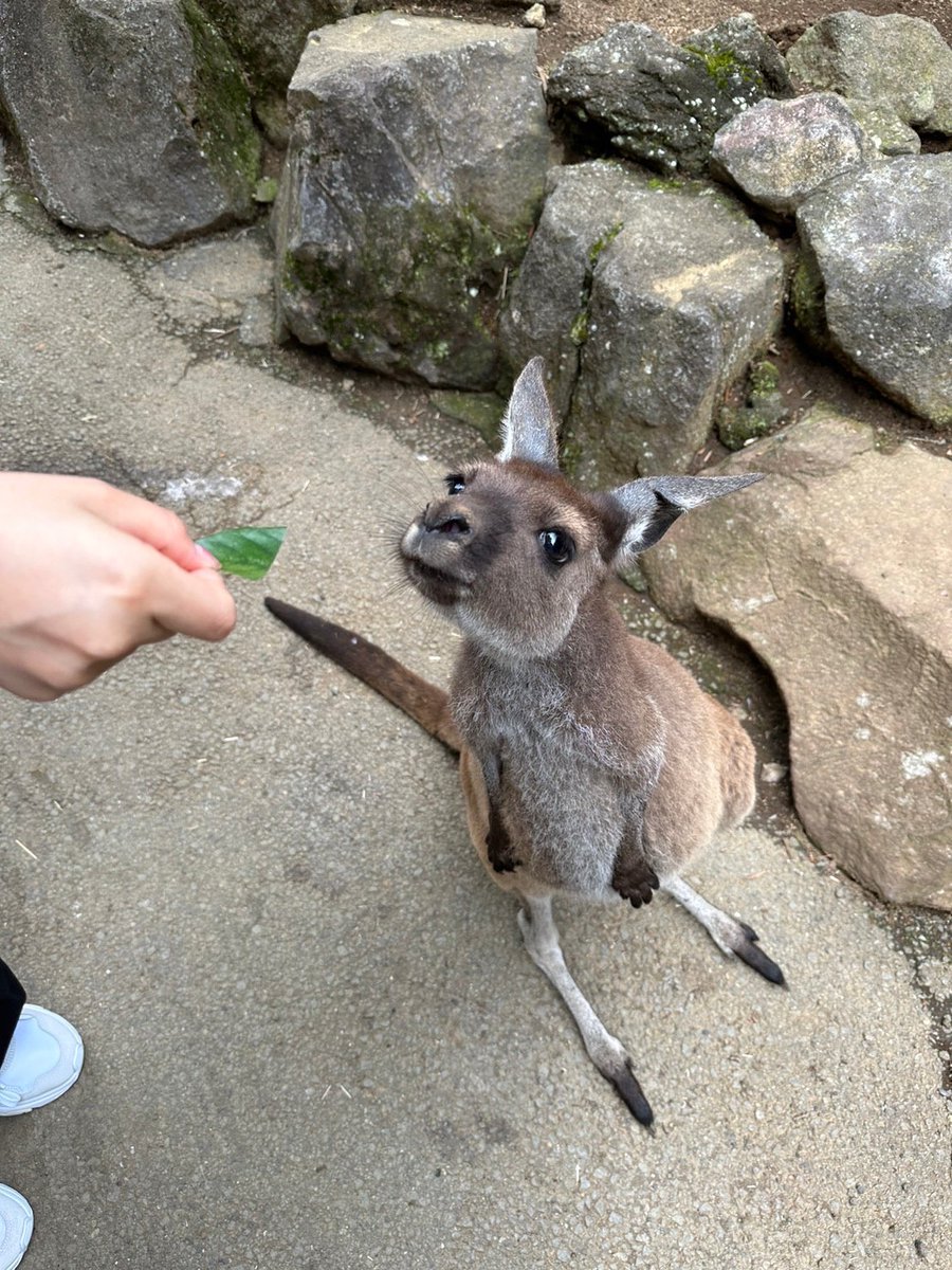 お久しぶりです~♪ れんれんです✨ 先日伊豆シャボテン動物公園に行ってきました🚗💨 様々な種類のサボテンと動物がいて、家族で楽しめるスポットでした🤩 その中からカンガルーの写真をお届けします🦘