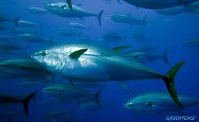 Stonefishweirs's tweet photo. Within the fishing tradition of #fishtraps& #fishweir can be set #Almadraba #Tuna dating to #Phoenicia period. Costa de la Luz Spain towns like #Barbate, #Zaharadelosatunes ,#Cádiz, #Rota carry on harvesting to be shipped #Tokyo to #NewYork to #Madrid. 1/4 https://t.co/tBq4OBrUff