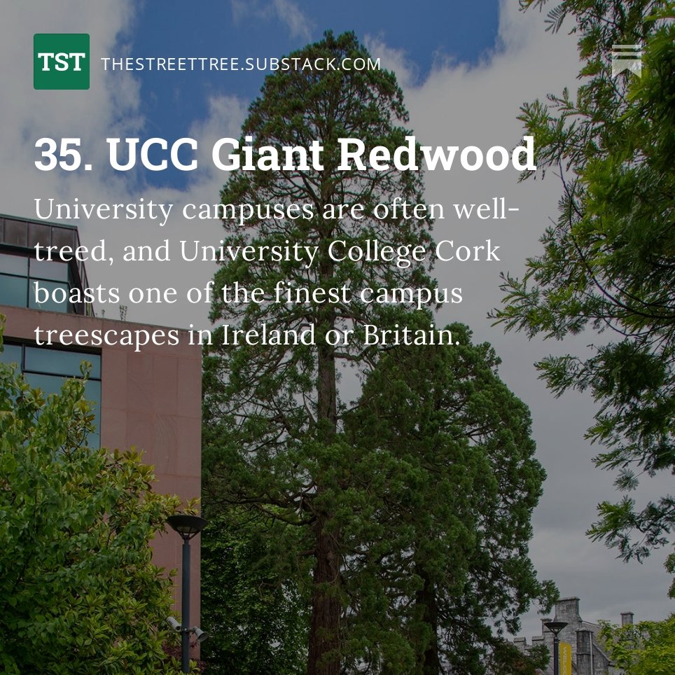 No. 35 in my series of #GreatBritishandIrishTrees
The UCC Giant Redwood
@UccTrees 
Sign-up at urbantreefestival.org/daily-urban-tr…