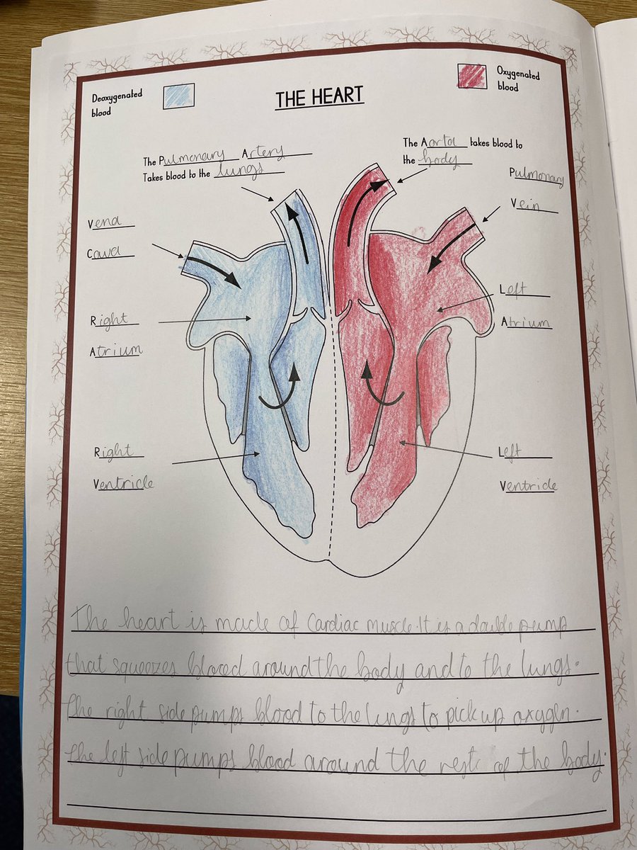 MowmacreHill's tweet image. Year 6 have loved beginning our new science enquiry line, all about the #circulatorysystem! We have used the internet to research the 3 parts of the circulatory system and looked at the journey of blood through the heart.