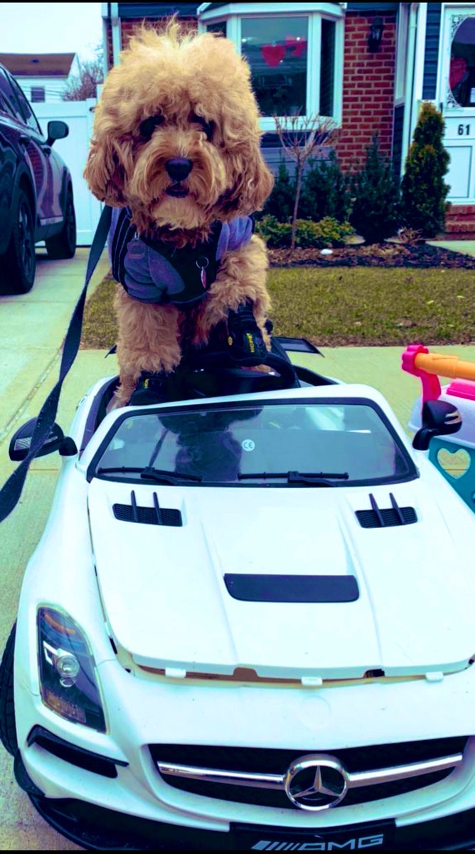 Happy Tuesday Twitter! 🥊💥🐶🐾🦴🐩🧸🐻❤️🏎🗽

#dogsoftwitter #dog #dogs #puppy #puppies #cute #goodmorning #picoftheday #PhotoChallenge2023May