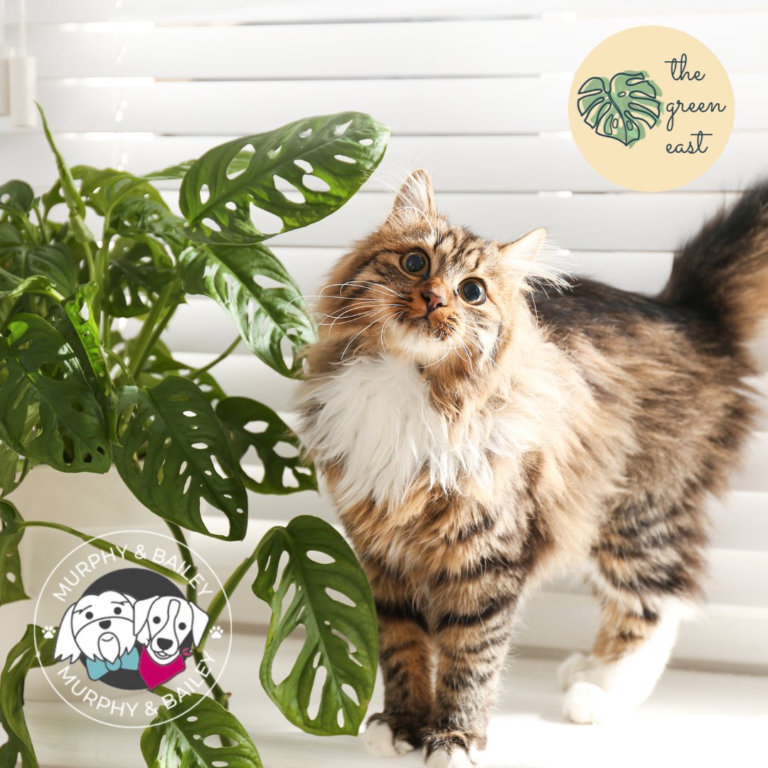 We will be showcasing our pet-friendly houseplants in @MurphyandB on Bank Holiday Monday 29th May from 2pm. Put the date in your diary to “pop in” to our “pop up” !!😻

#EastBelfast #BelfastHour #SupportLocalNI