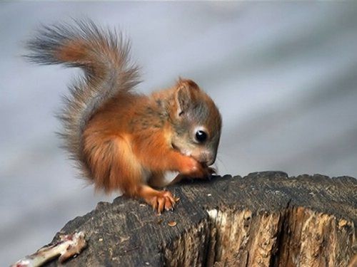 Baby Squirrel 🐿️🧡🤎💛🤍🌞
#TinyTuesday #tuesdayvibe #wildlife