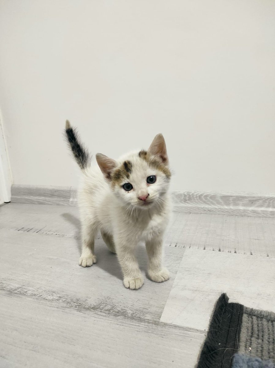 goddogii's tweet photo. Erkek arkadaşım gece 1de caddenin ortasında ağlarken bulup almış, getirdi. 1.5 aylık fotodakinden daha minik. İç dış parazitini yaptik. İstanbul içinde sorumluluk sahibi bir yuva arıyoruz. İstanbul. Lütfen paylaşır mısınız? https://t.co/dAoY15MNof