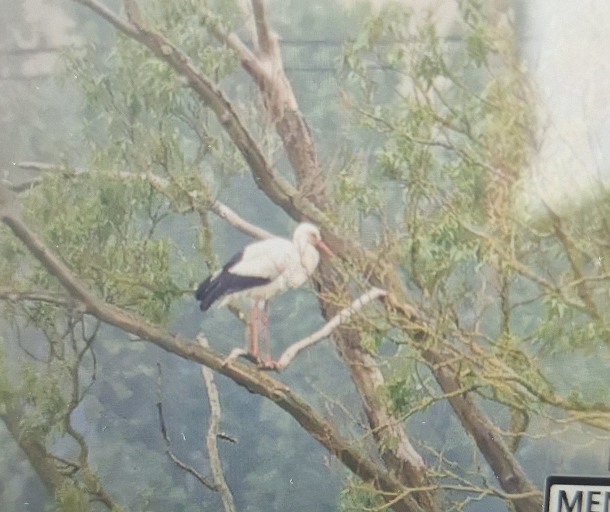 katos111's tweet photo. A lovely way to start the day at Meare in Somerset 
#whitestork #Meare @BirdSpotUK @birdguides #stork @RareBirdAlertUK @BirdSpotUK #Somersetbirds https://t.co/KgdDKo1Qjs