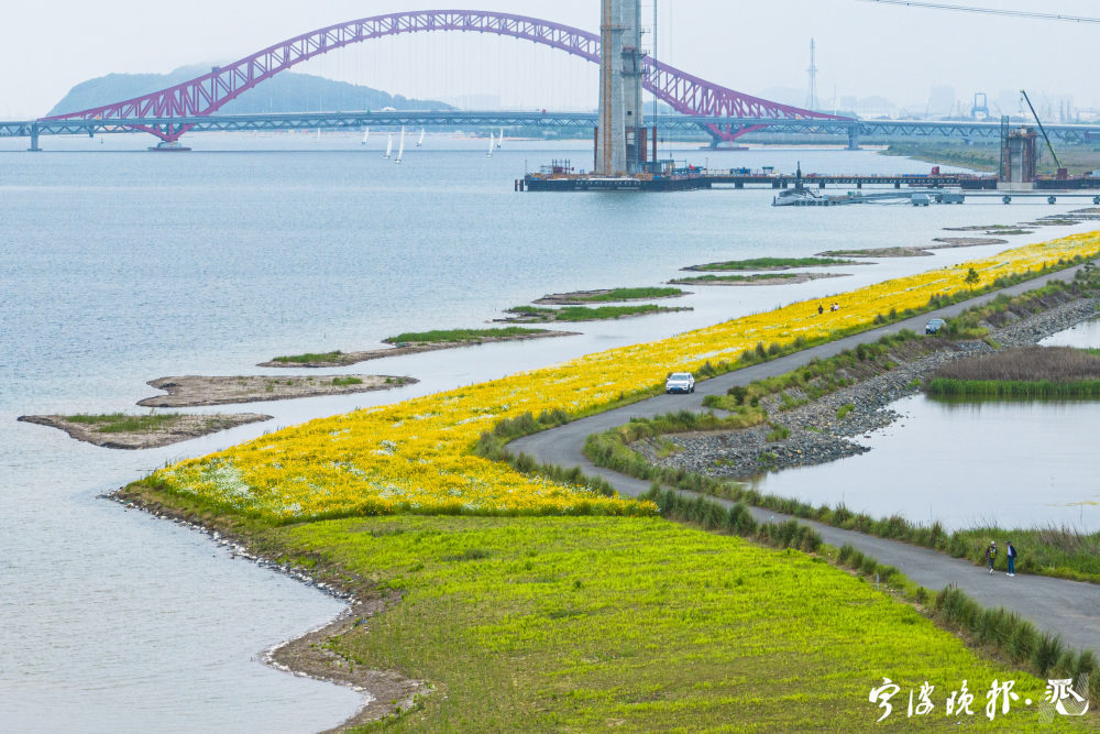 The vibrant beauty of #summer has come alive in Beilun district, #Ningbo, with a long strip of golden flowers blooming🌼 along the coastline of Meishan Bay. #SummerinNingbo #CoastalNingbo