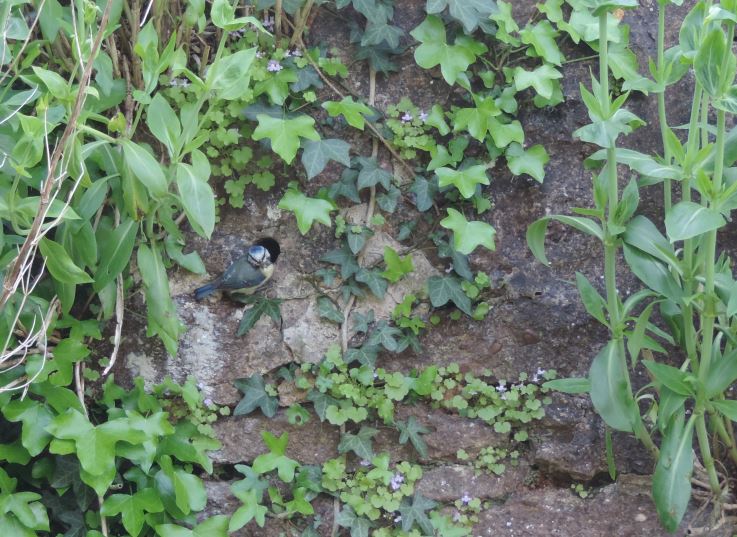 EXCITING NEWS!!!
We have Blue tits nesting in our #secretgarden 
Our forest school leader, Claire, managed to capture this fantastic shot!
#forestschool #nature #nestingbirds #wildlife #thequantocks #lydeardstlawrence