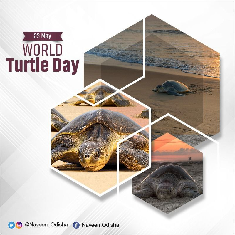 Naveen_Odisha's tweet image. With our continued conservation efforts, unflinching dedication of volunteers &amp;amp; awareness campaign, #Odisha coast has become a favourite rookery for #OliveRidley turtles. On #WorldTurtleDay, let’s all pledge to welcome them &amp;amp; create a safe nesting cove for the endangered species.