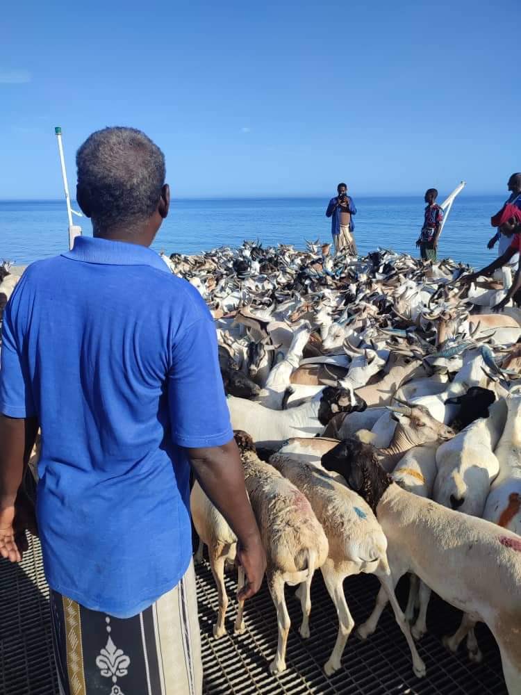 waddani_5's tweet photo. #Sanaag businessmen exported 1,000 goats 🐐 to Yemen from the port of maydh for the first time
And another load will arrive this week
Congrats!
Masha Allah dekeddii maydh oo 1000 xoolihii ka dhoofeen, waa mashruuc midho dhalay oo durba manaafacaadkiisii hirgalay.
#somaliland https://t.co/l76zyyevIG