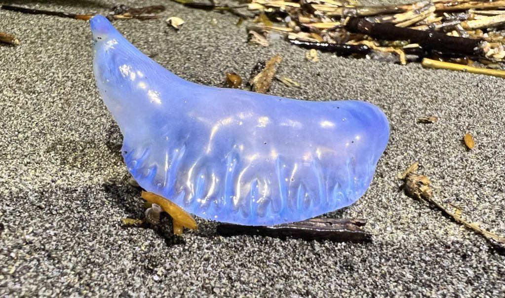 砂浜に落ちている青い餃子！？ クラゲの一種の「カツオノエボシ」にご注意を