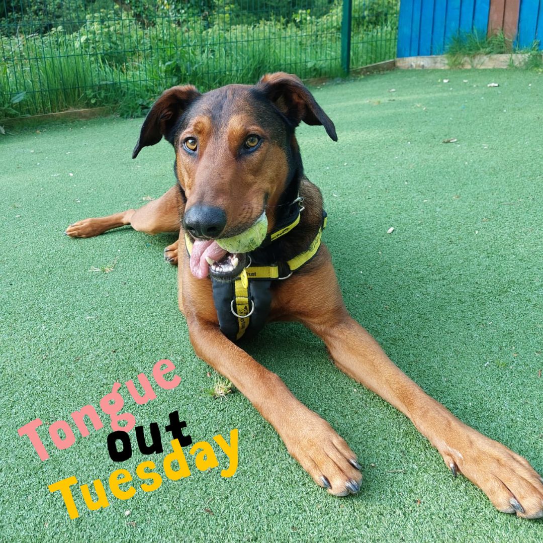 Our #TongueOutTuesday dog is JAX @DogsTrust #Ilfracombe 💛 He is looking for a home. 🏡 bit.ly/3TreDwF #ADogIsForLife #AdoptMe #AdoptFosterRescue #RescueDog #LoveDogs