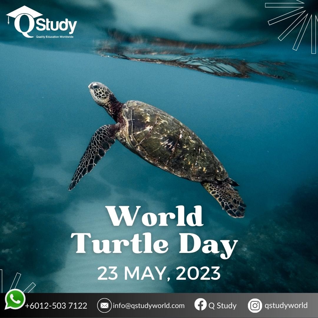 Today is World’s Turtle Day!
Let do our part to protect turtles at all cost!
#turtles #WorldTurtleDay #savetheturtle #saveplanet