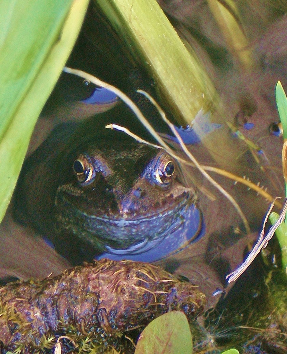 a very happy froggy in our pond!  #wildlifeuk #wildlifepond #wildlifephotography #wildlifeuk #joyinspring  #gardenwildlife