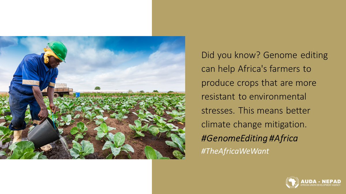 Did you know? Genome editing can help Africa's farmers to produce crops that are more resistant to environmental stresses. This means better climate change mitigation. #GenomeEditing #Africa #TheAfricaWeWant