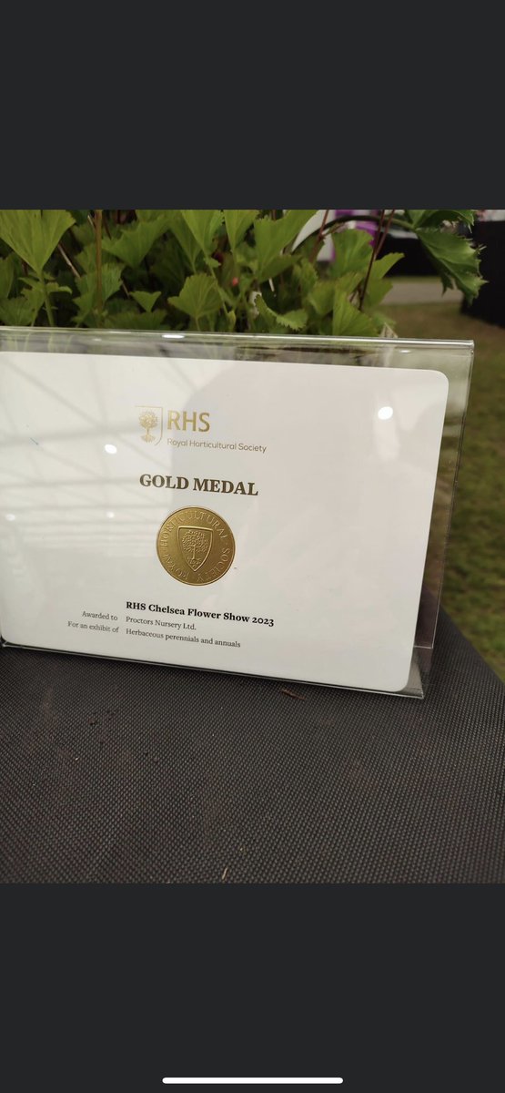 ProctorsNursery's tweet photo. We have achieved one of the highest accolades in the horticultural industry, with a @The_RHS Chelsea Gold Medal .  Plus we have 3 excellents from the judges and for our first attempt, it doesn''t come much better than that!!!! 

#chelseaflowershow2023
#goldmedal 
#horticulture https://t.co/fmArwMw30M