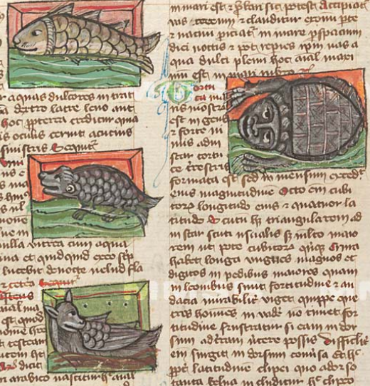 renatamodrakova's tweet photo. Today's 🐢World Turtle Day🐢 has to draw attention to these reptiles. They appear in our manuscripts from 14th century (Thomas Cantipratensis: De natura rerum). In younger prints from 18th century, their depictions are more realistic.
National Library CZ

https://t.co/rUxEffcKHC https://t.co/UQX1RCGh92